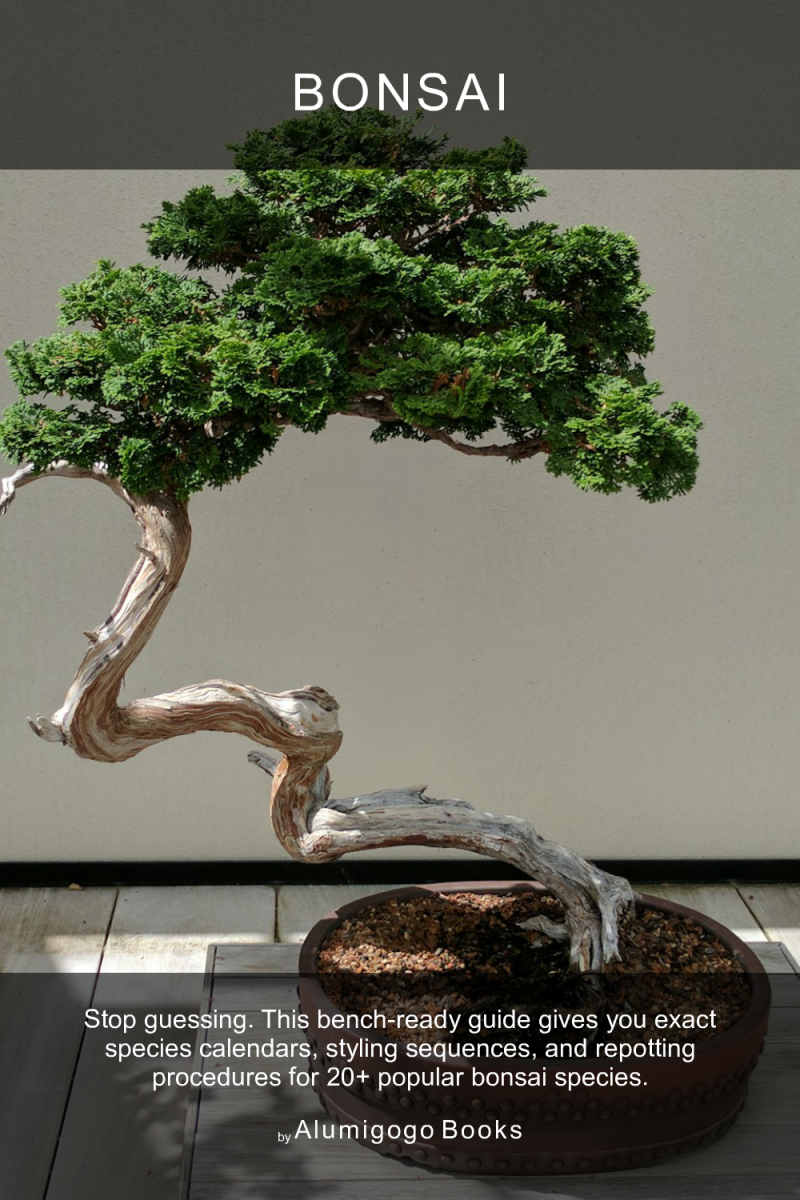 Cover of Bonsai