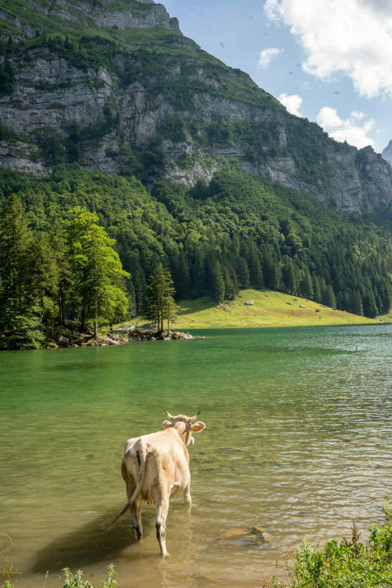 Wall Poster - Alpine Lake in Switzerland
