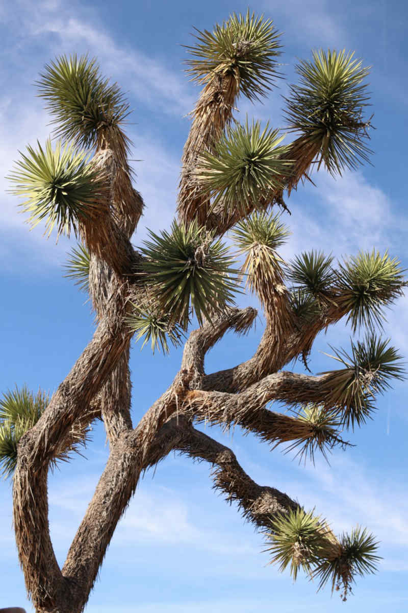 Wall Poster - Ancient Ruins in Joshua Tree