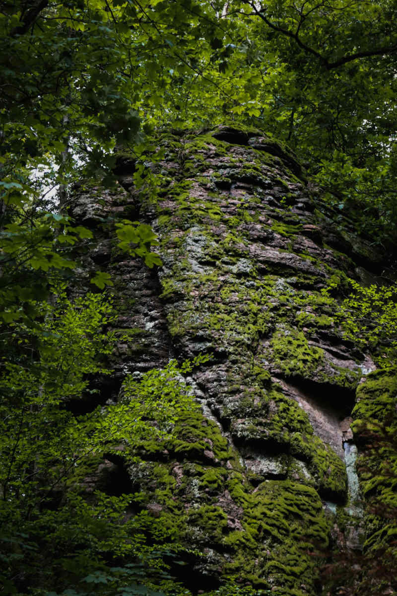 Wall Poster - Ancient Ruins in the Black Forest