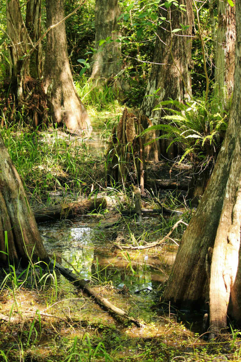 Wall Poster - Ancient Ruins in the Everglades