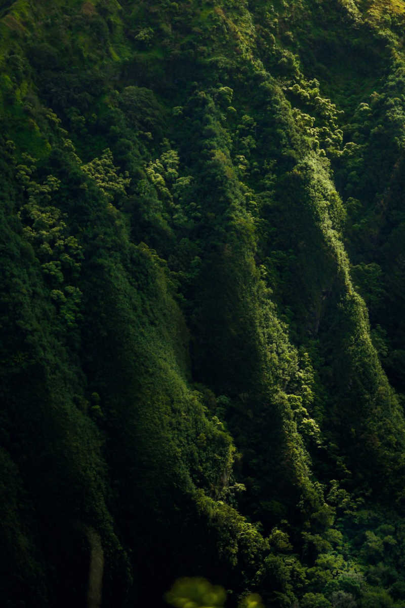 Wall Poster - Autumn Forest in Hawaii