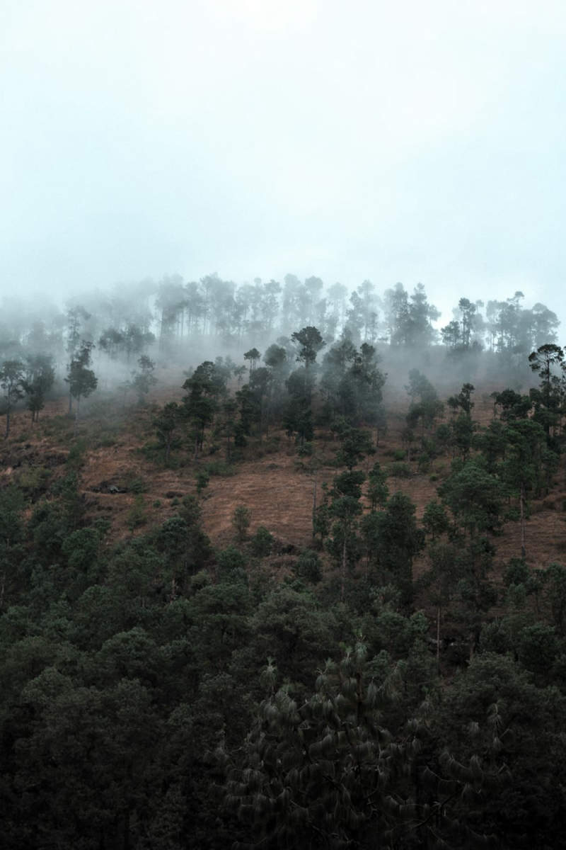 Wall Poster - Autumn Forest in Madagascar