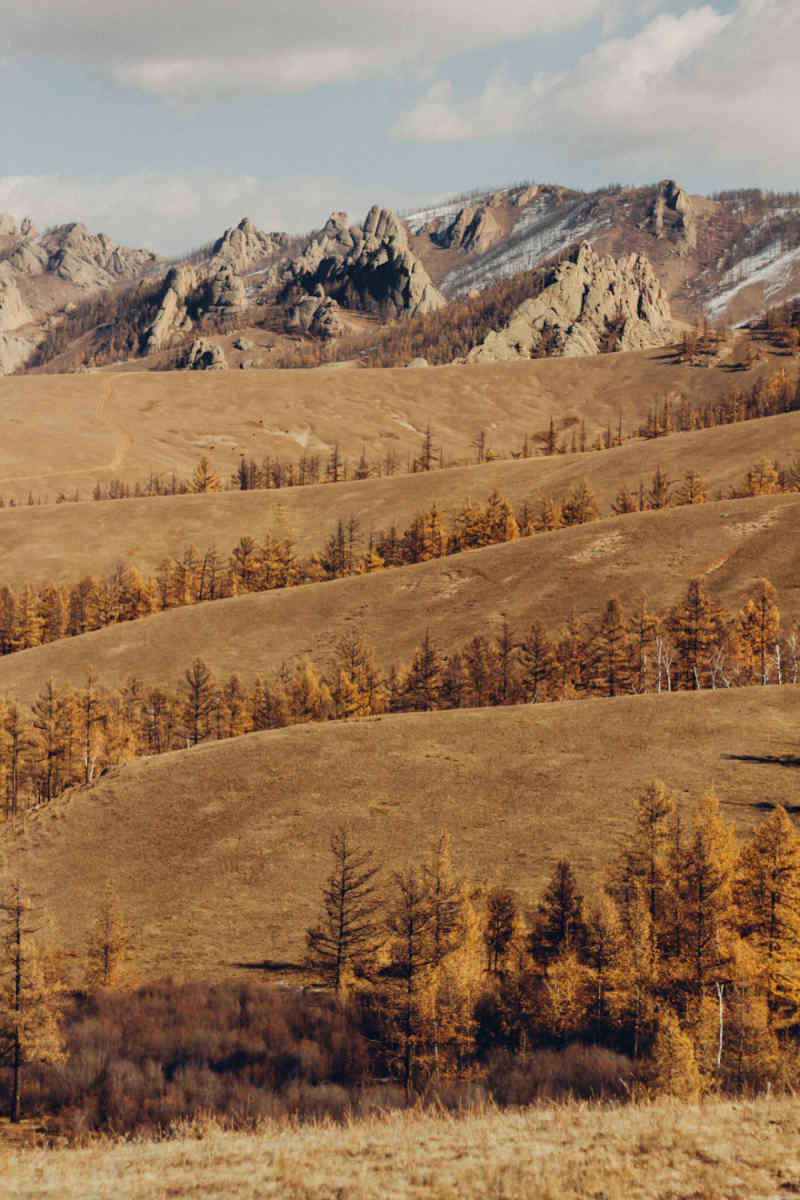 Wall Poster - Autumn Forest in Mongolia