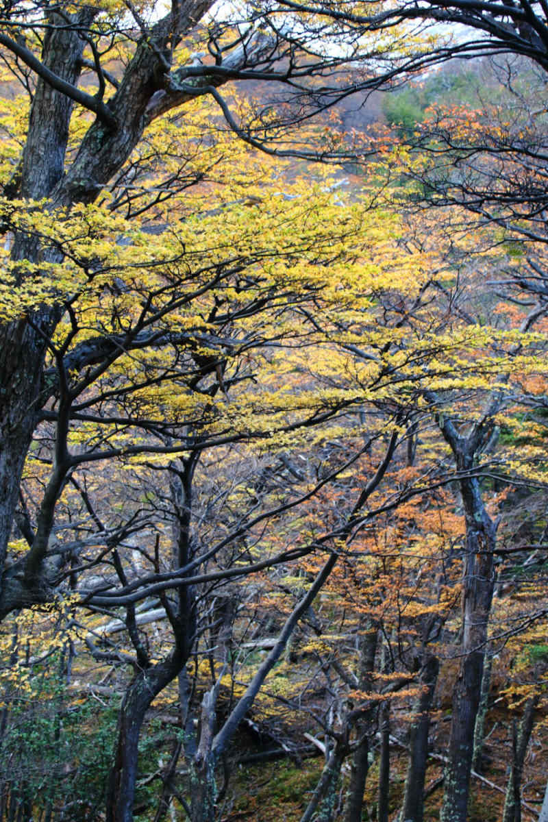 Wall Poster - Autumn Forest in Patagonia