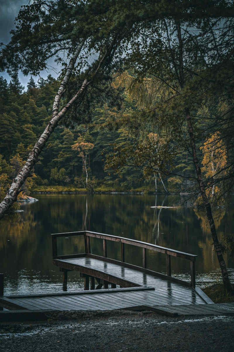 Wall Poster - Autumn Forest in Sweden