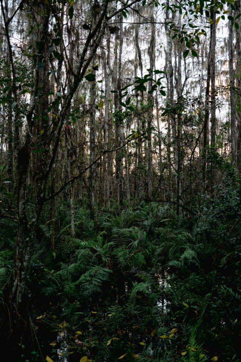 Wall Poster - Autumn Forest in the Everglades
