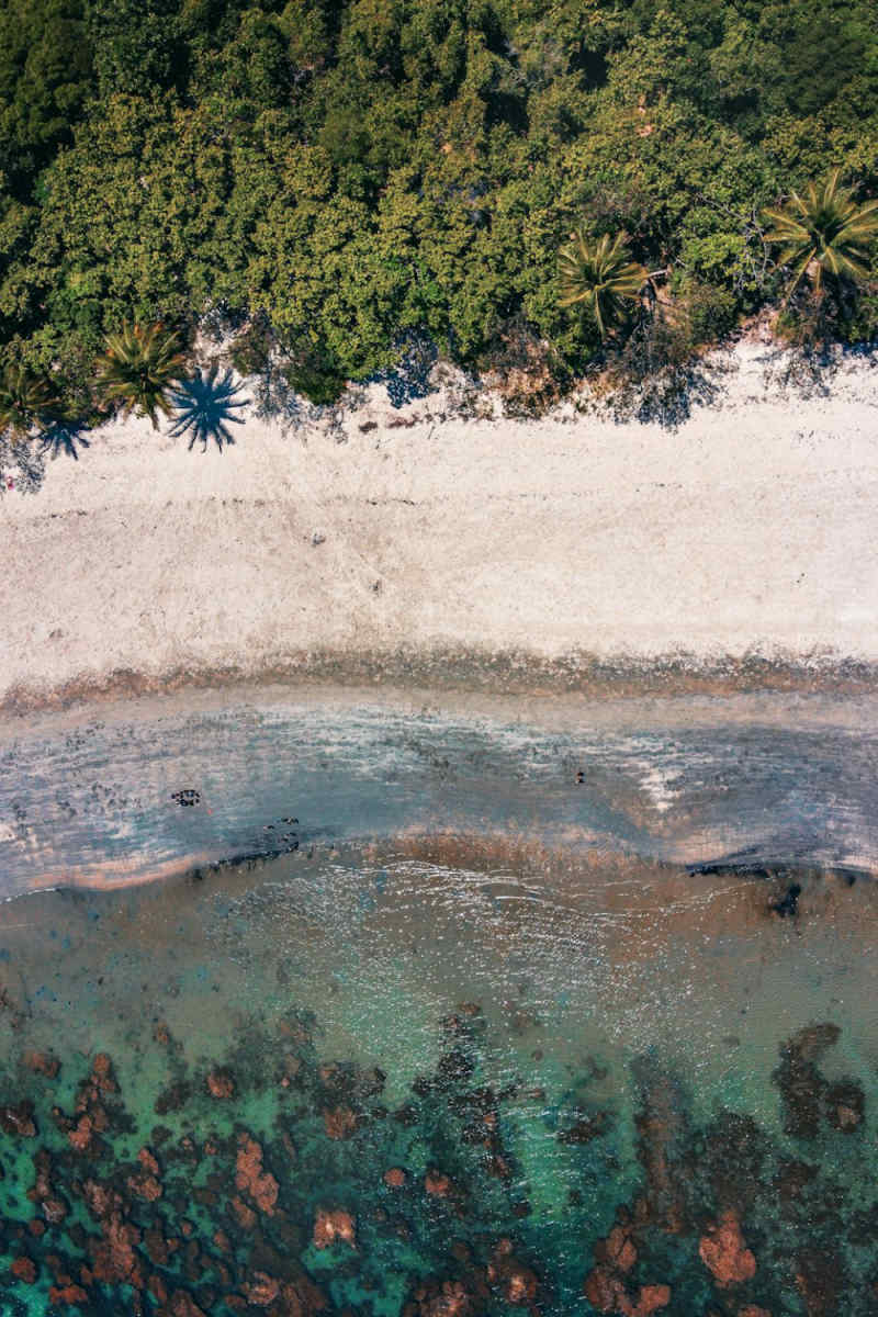 Wall Poster - Autumn Forest in the Great Barrier Reef