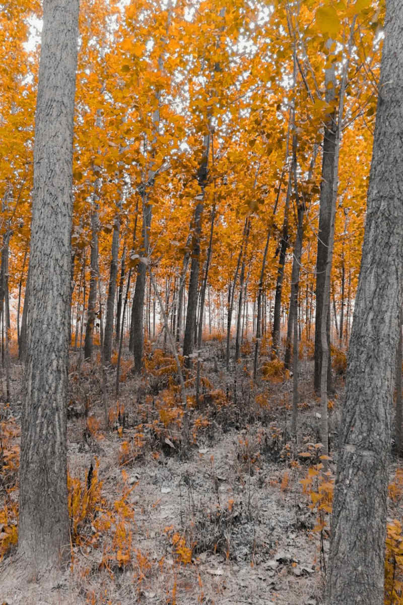 Wall Poster - Autumn Forest in the Himalayas