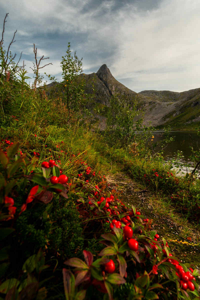 Wall Poster - Autumn Forest in the Lofoten Islands