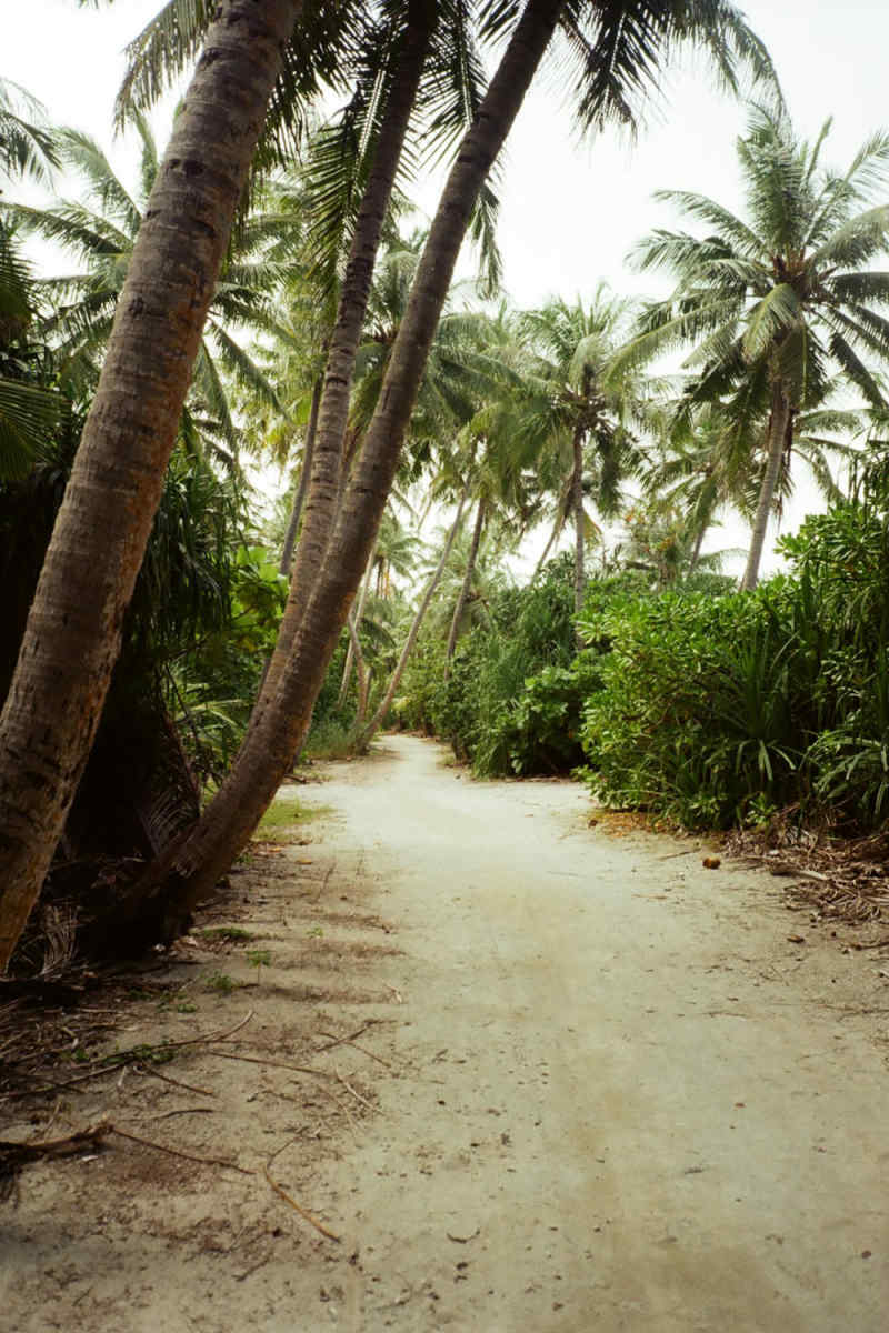 Wall Poster - Autumn Forest in the Maldives