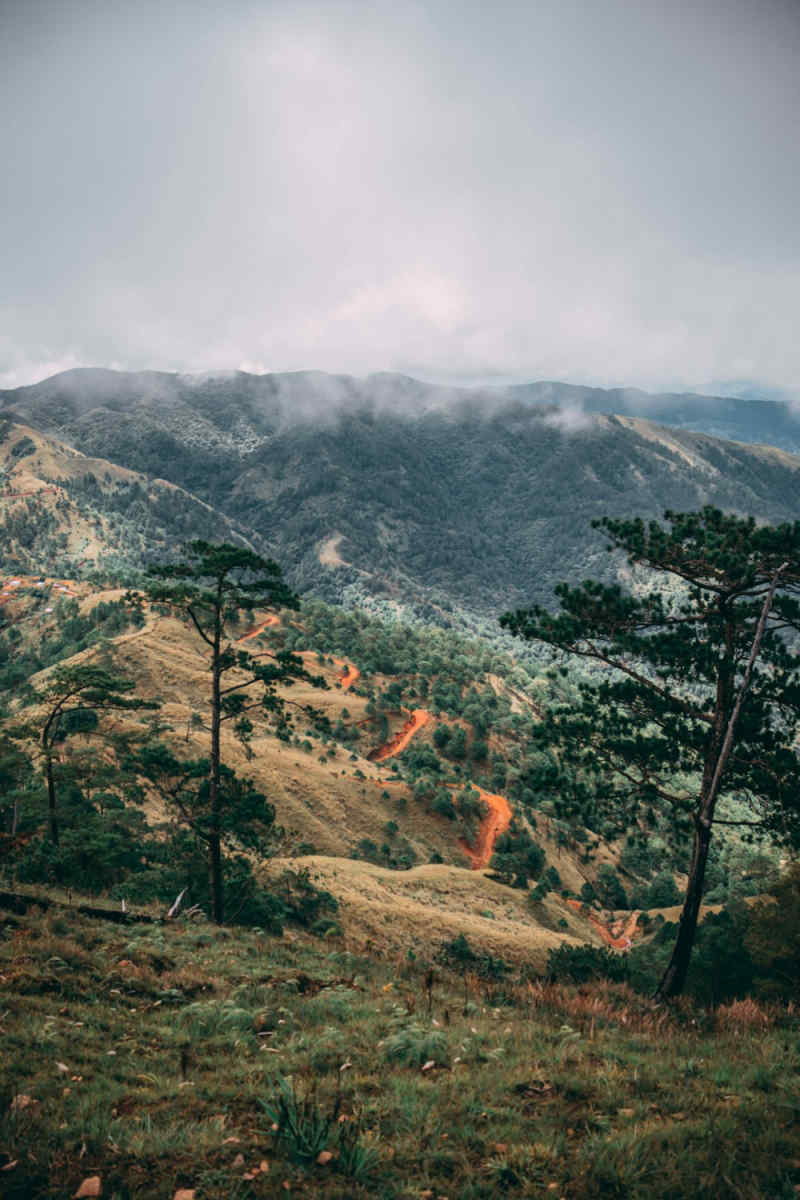 Wall Poster - Autumn Forest in the Philippines