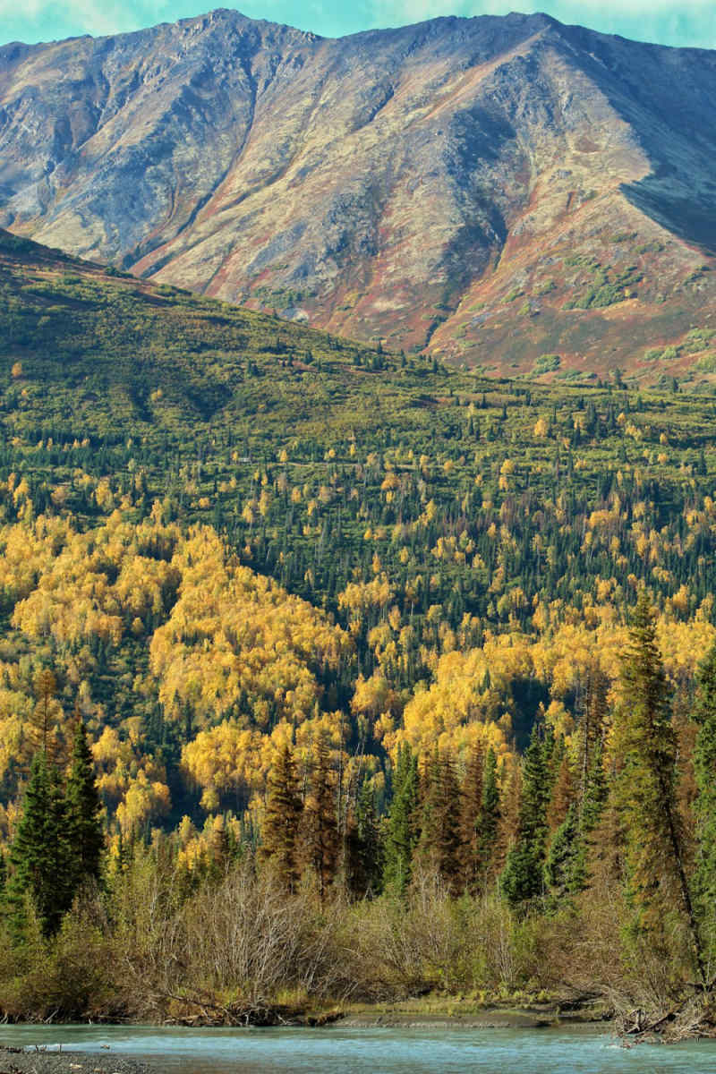 Wall Poster - Bamboo Forest in Alaska