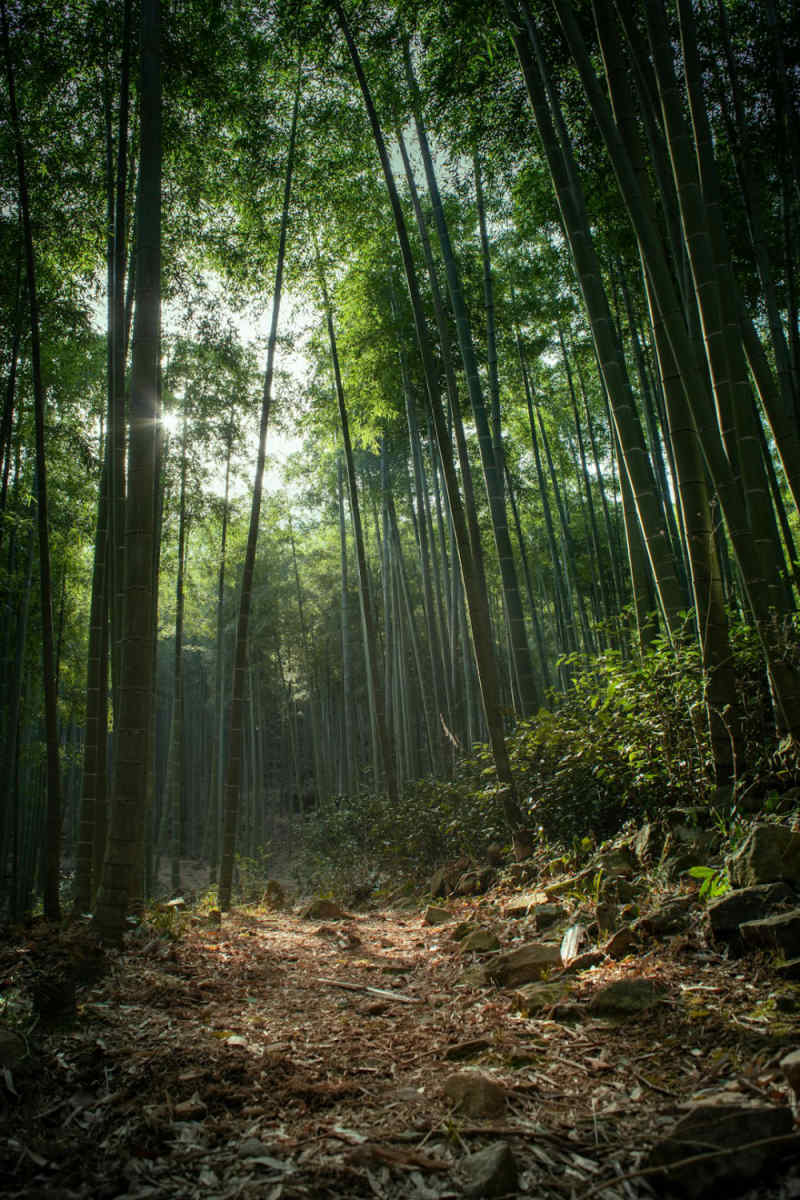 Wall Poster - Bamboo Forest in China