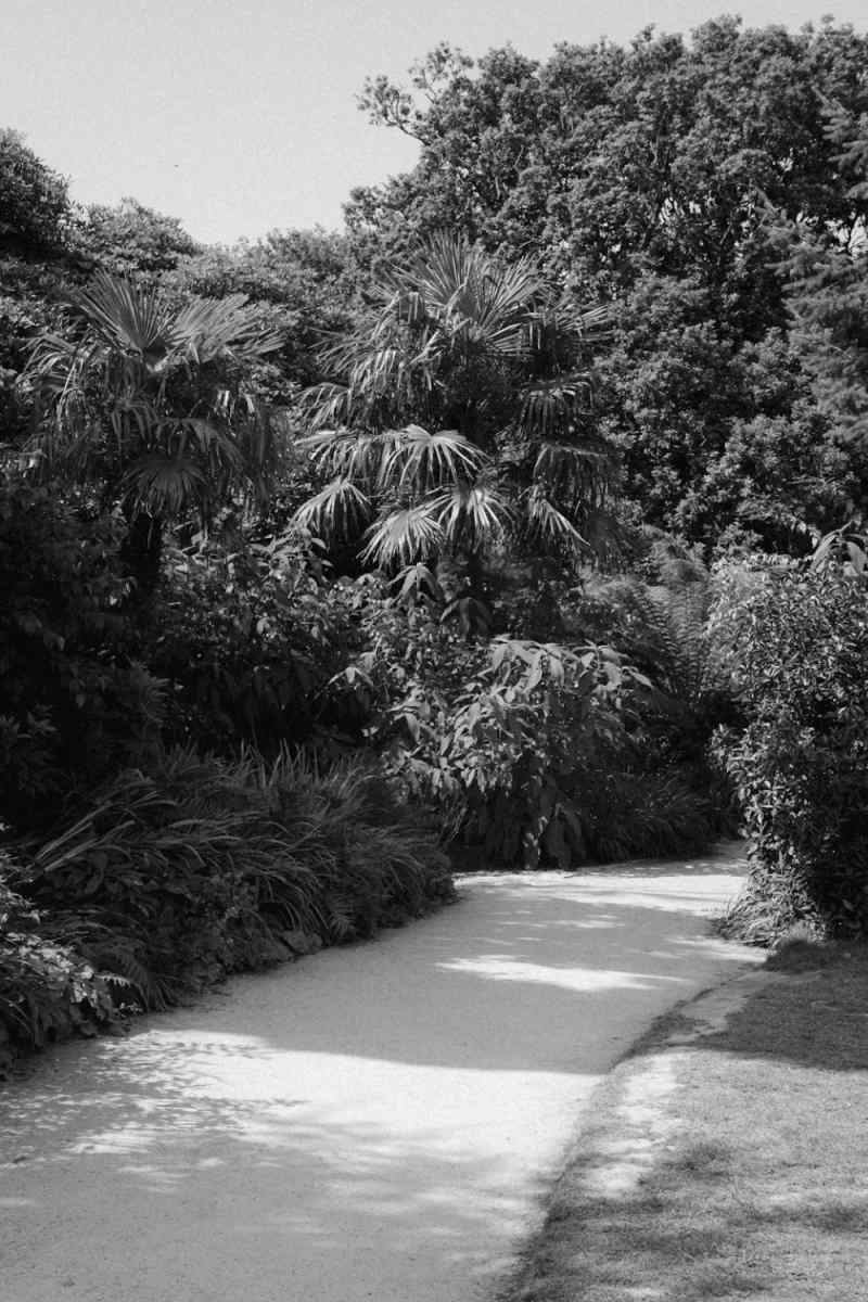 Wall Poster - Bamboo Forest in Cornwall