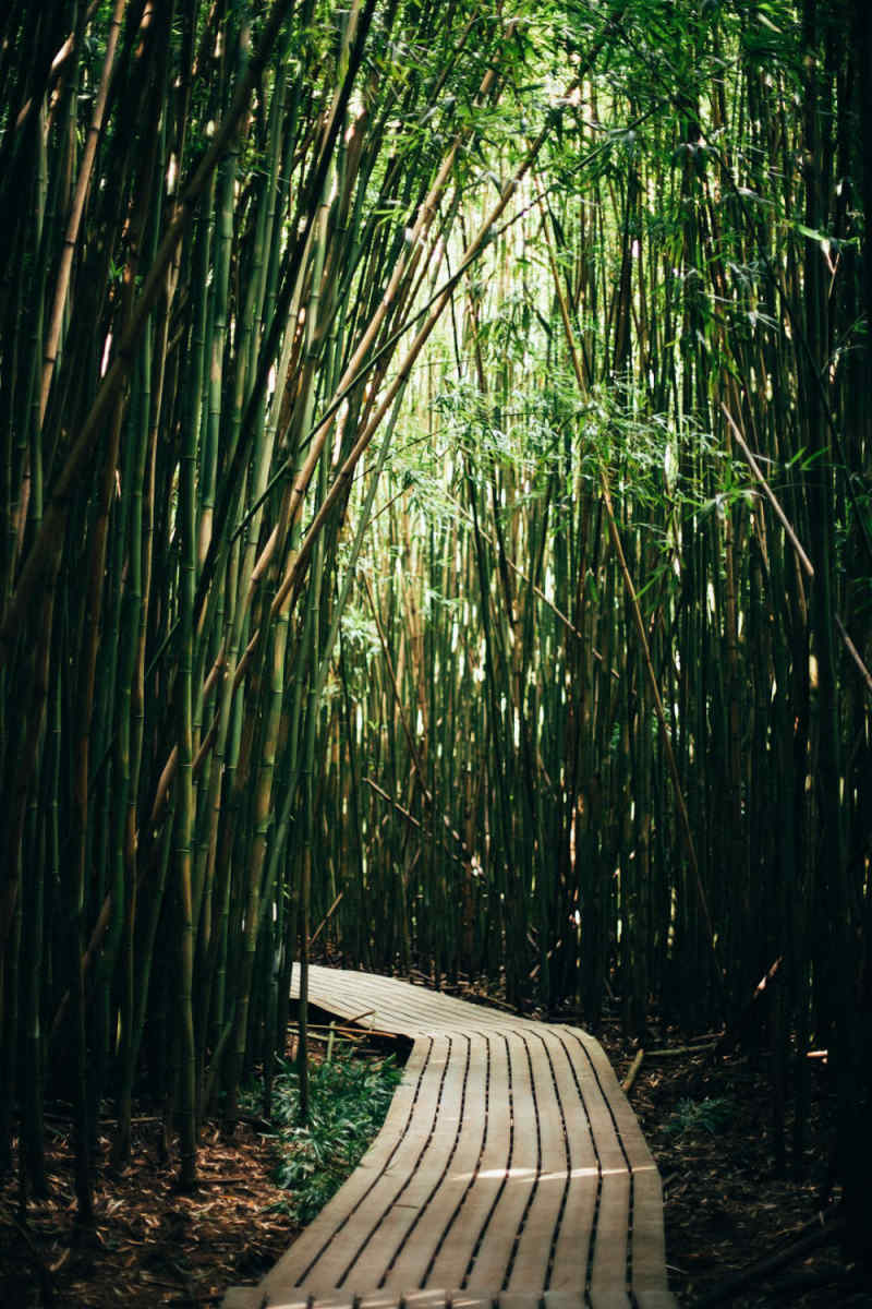 Wall Poster - Bamboo Forest in Hawaii
