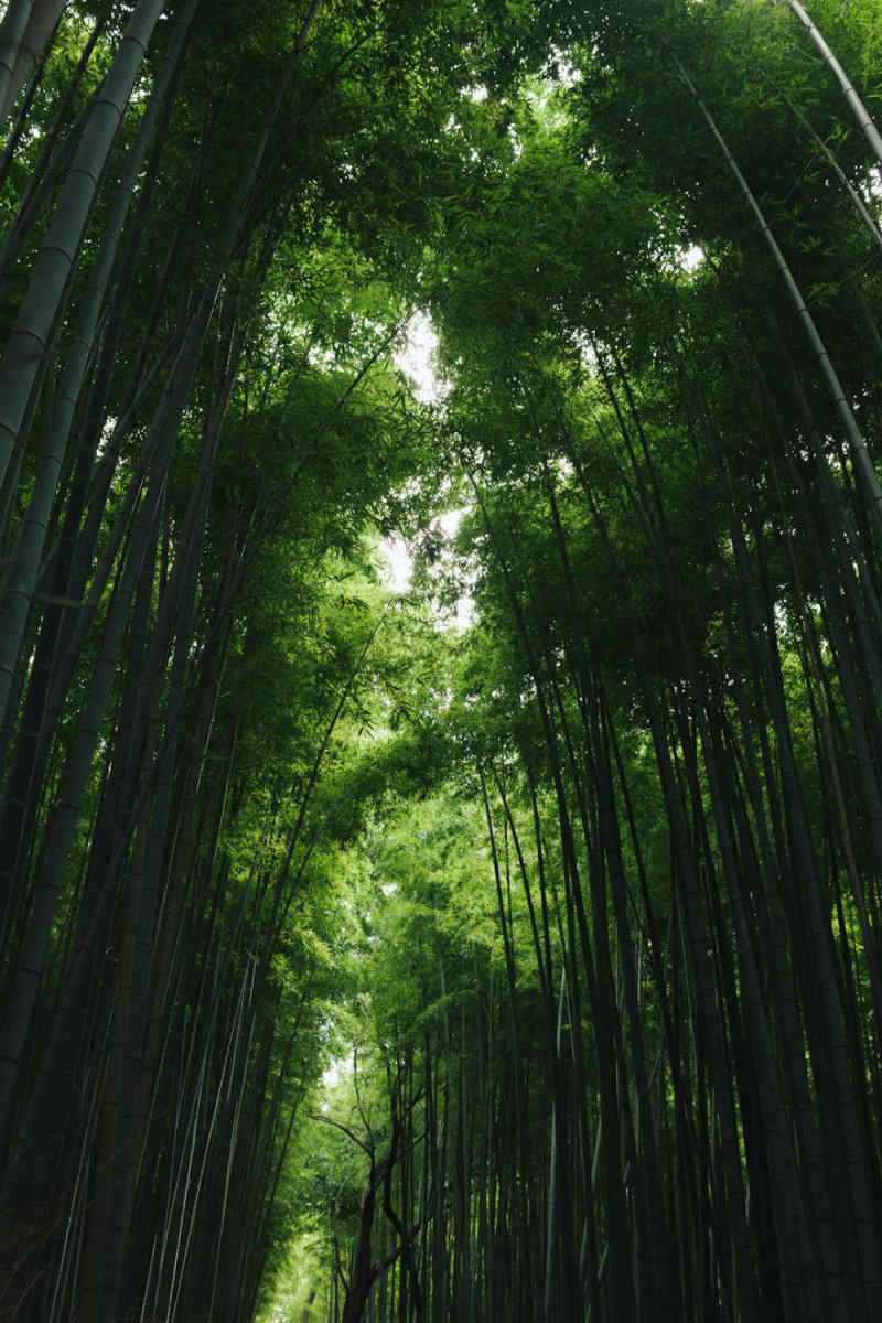 Wall Poster - Bamboo Forest in Kyoto