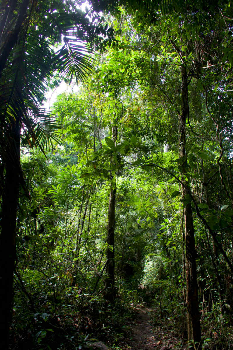 Wall Poster - Bamboo Forest in Peru