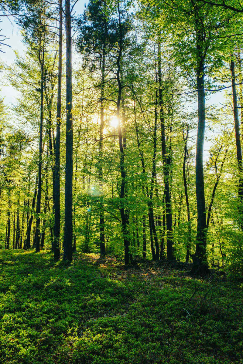 Wall Poster - Bamboo Forest in Slovenia