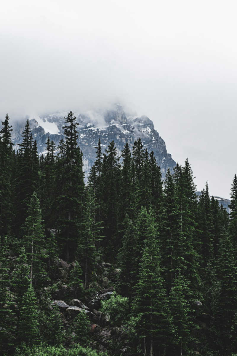 Wall Poster - Bamboo Forest in the Canadian Rockies