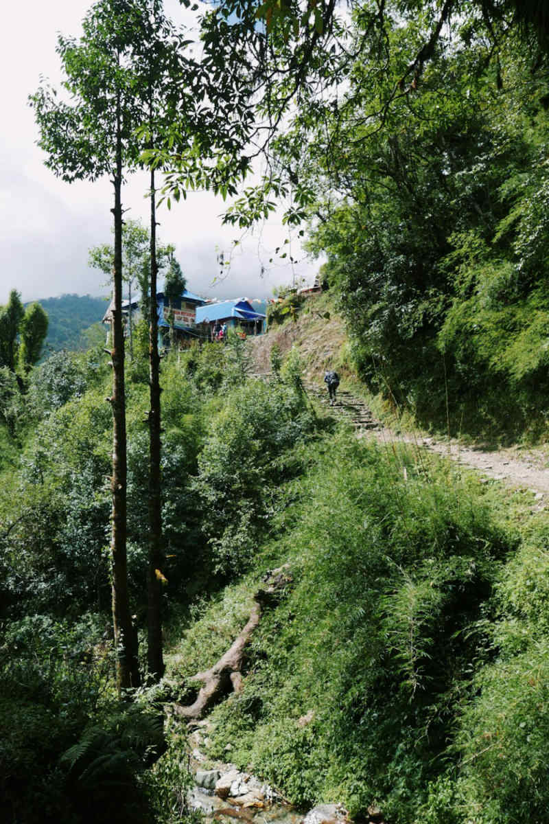 Wall Poster - Bamboo Forest in the Himalayas