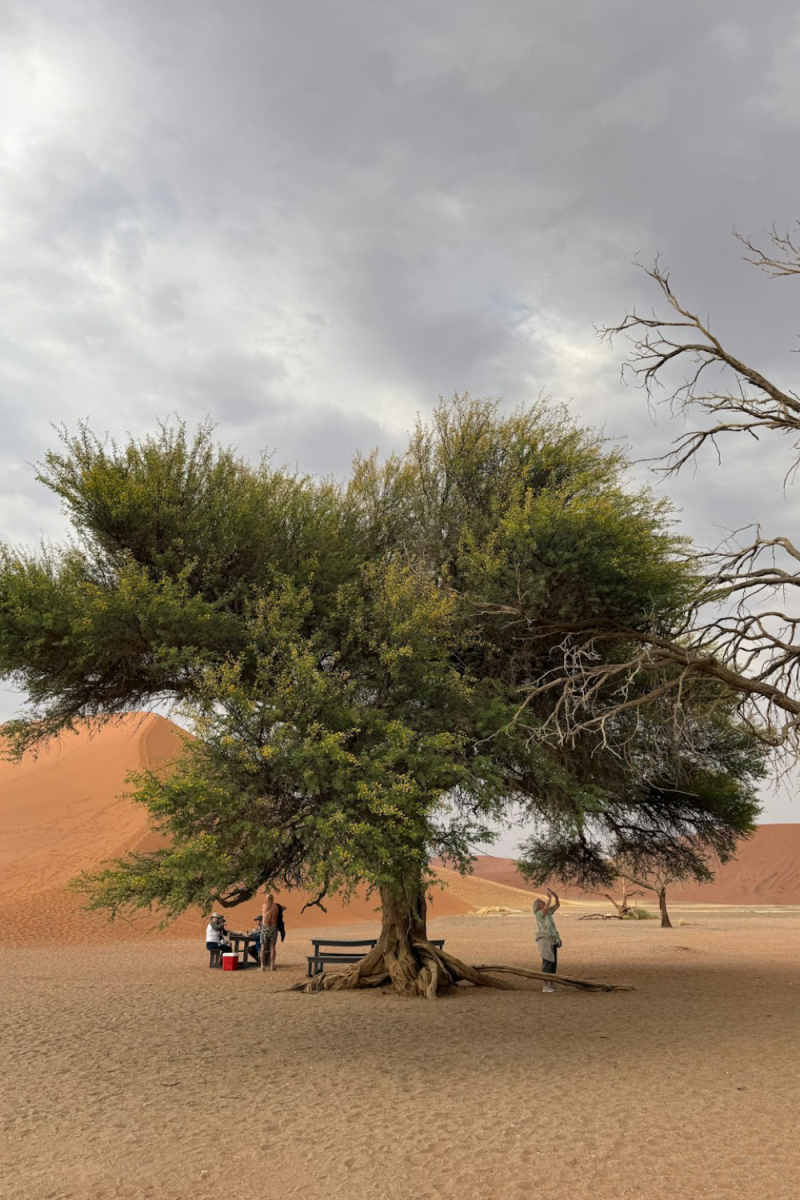 Wall Poster - Bamboo Forest in the Namib Desert