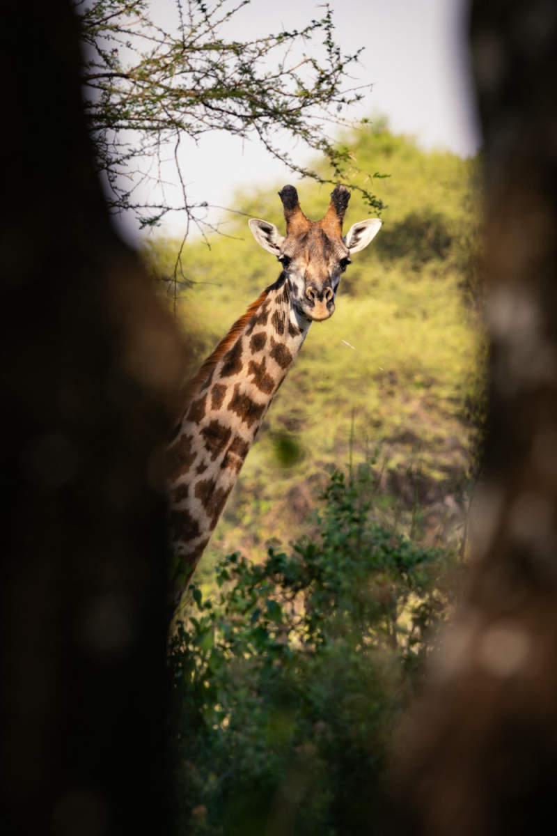 Wall Poster - Bamboo Forest in the Serengeti