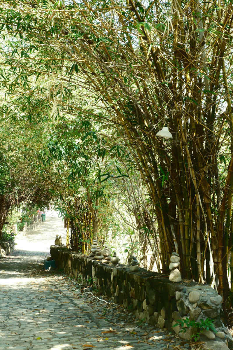 Wall Poster - Bamboo Forest in Vietnam