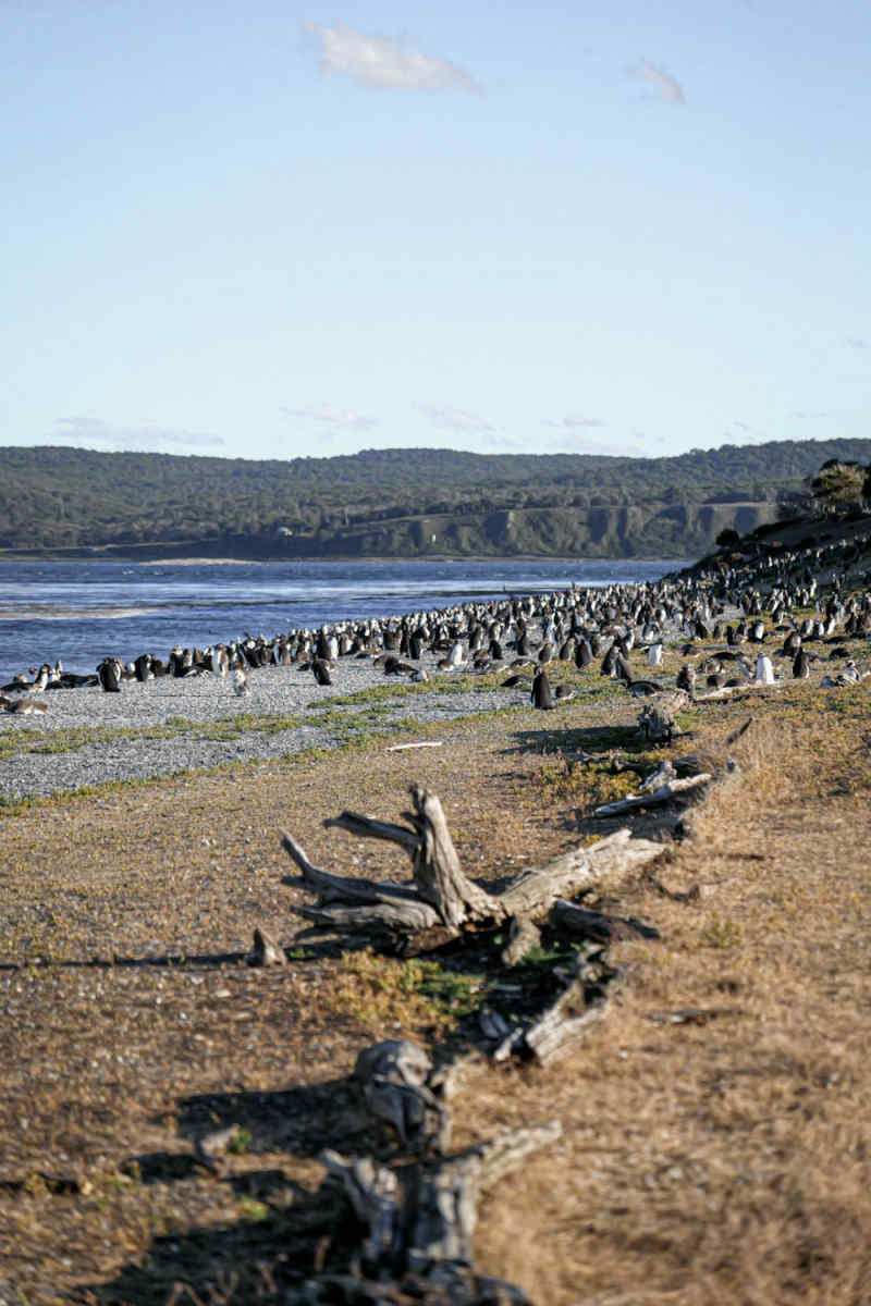Wall Poster - Beach in Patagonia