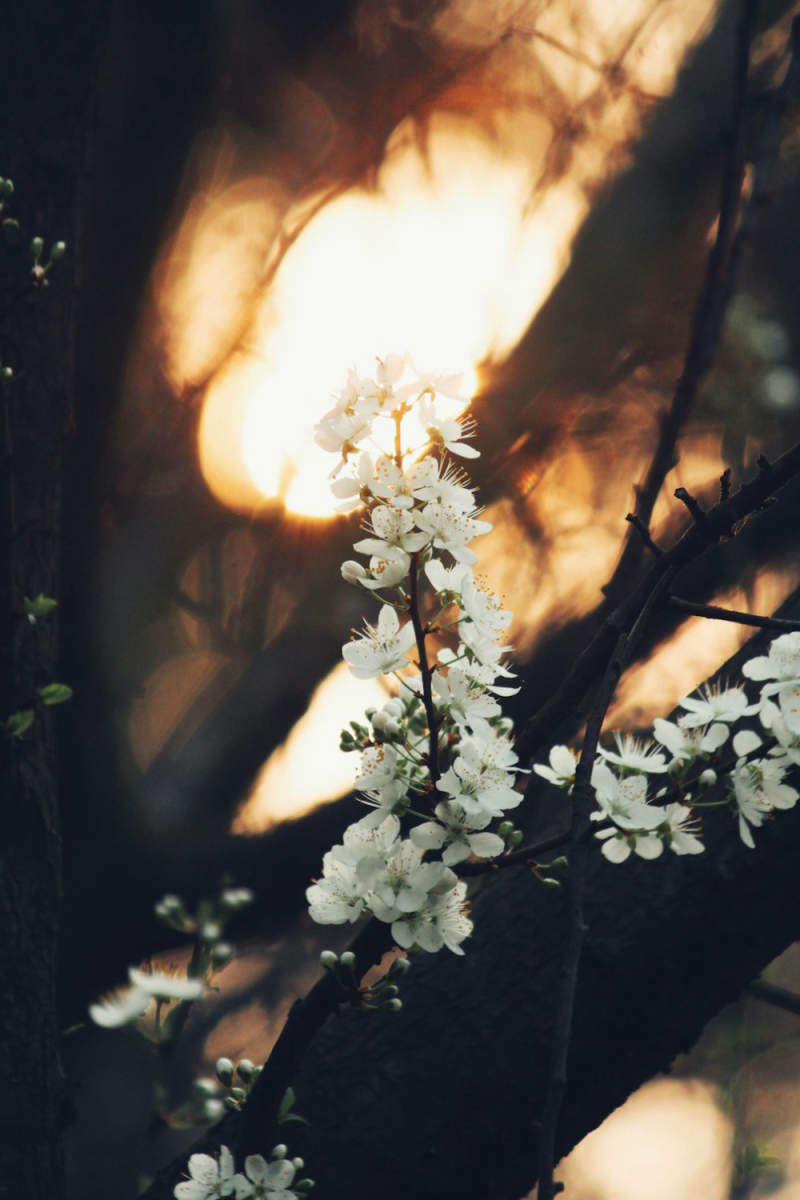 Wall Poster - Blossom Orchard in Japan