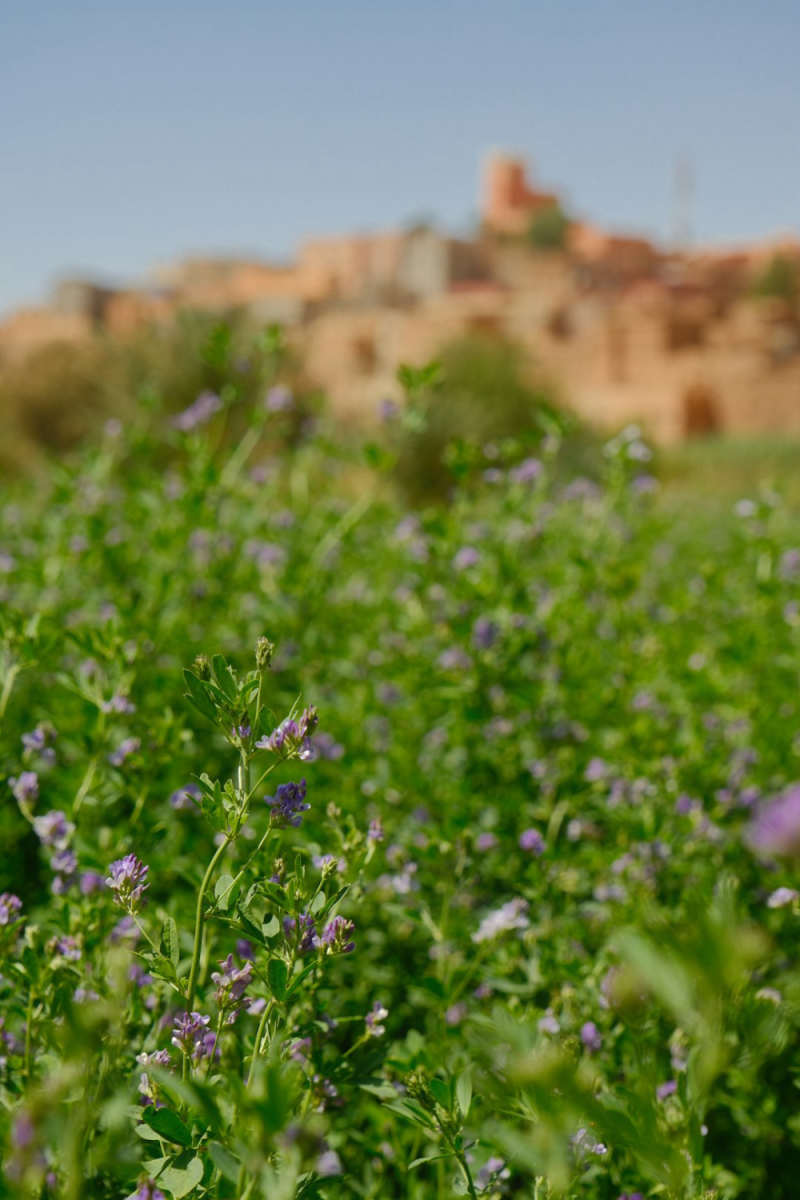 Wall Poster - Blossom Orchard in Morocco