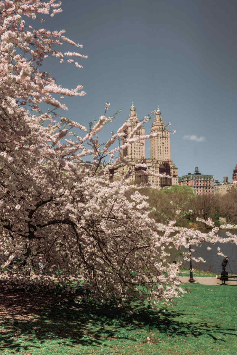 Wall Poster - Blossom Orchard in New York