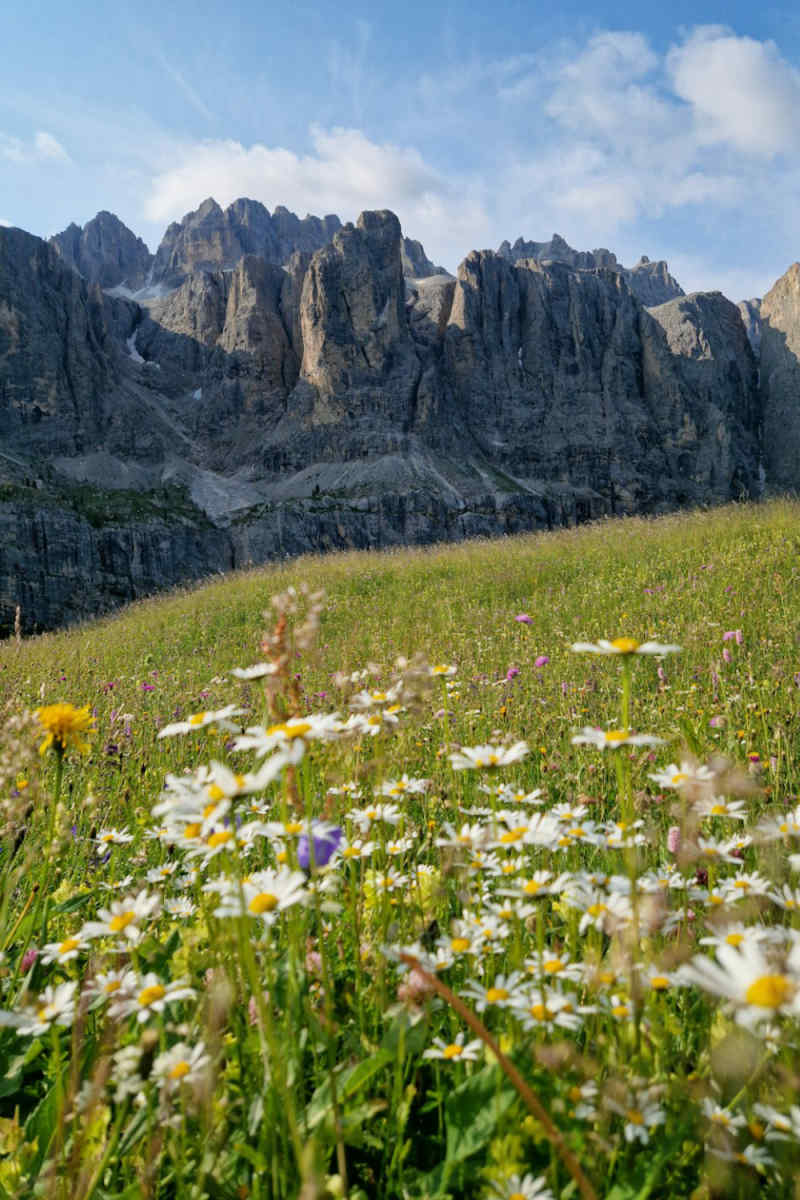 Wall Poster - Blossom Orchard in the Dolomites