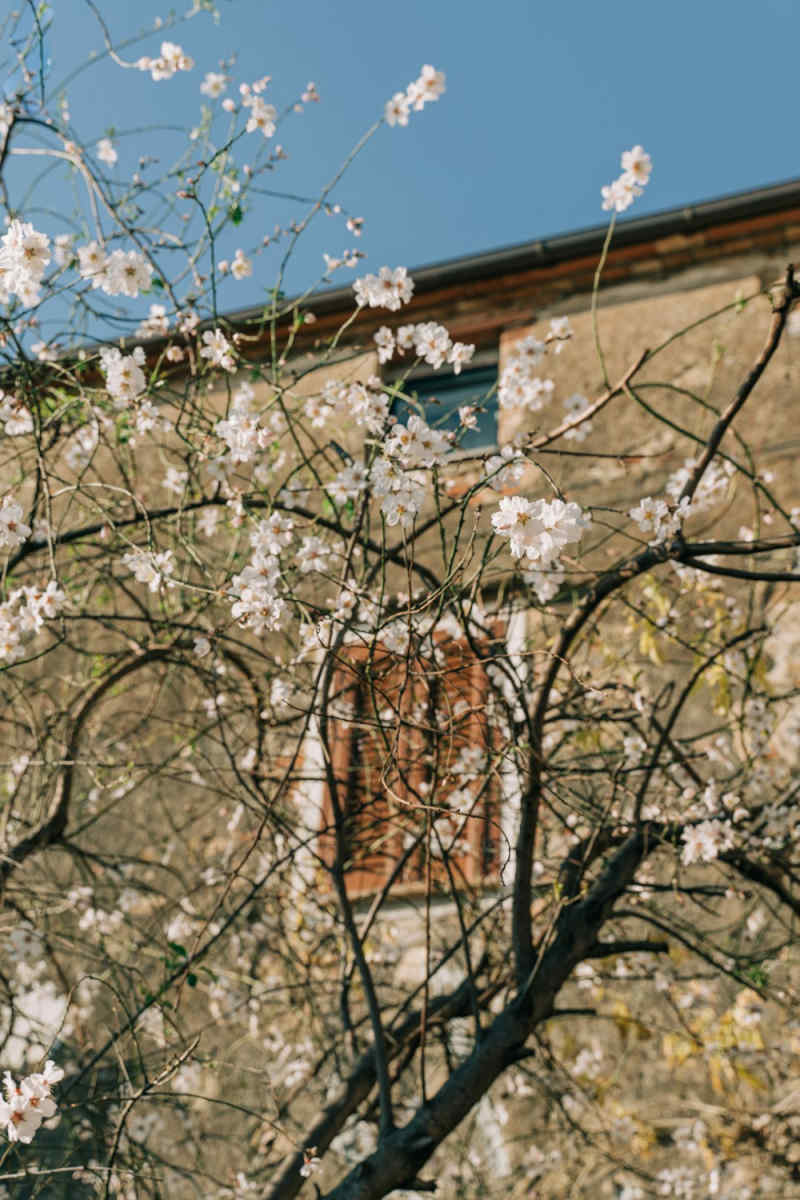 Wall Poster - Blossom Orchard in Tuscany