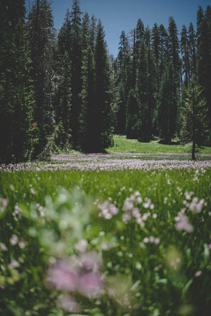 Wall Poster - Blossom Orchard in Yosemite