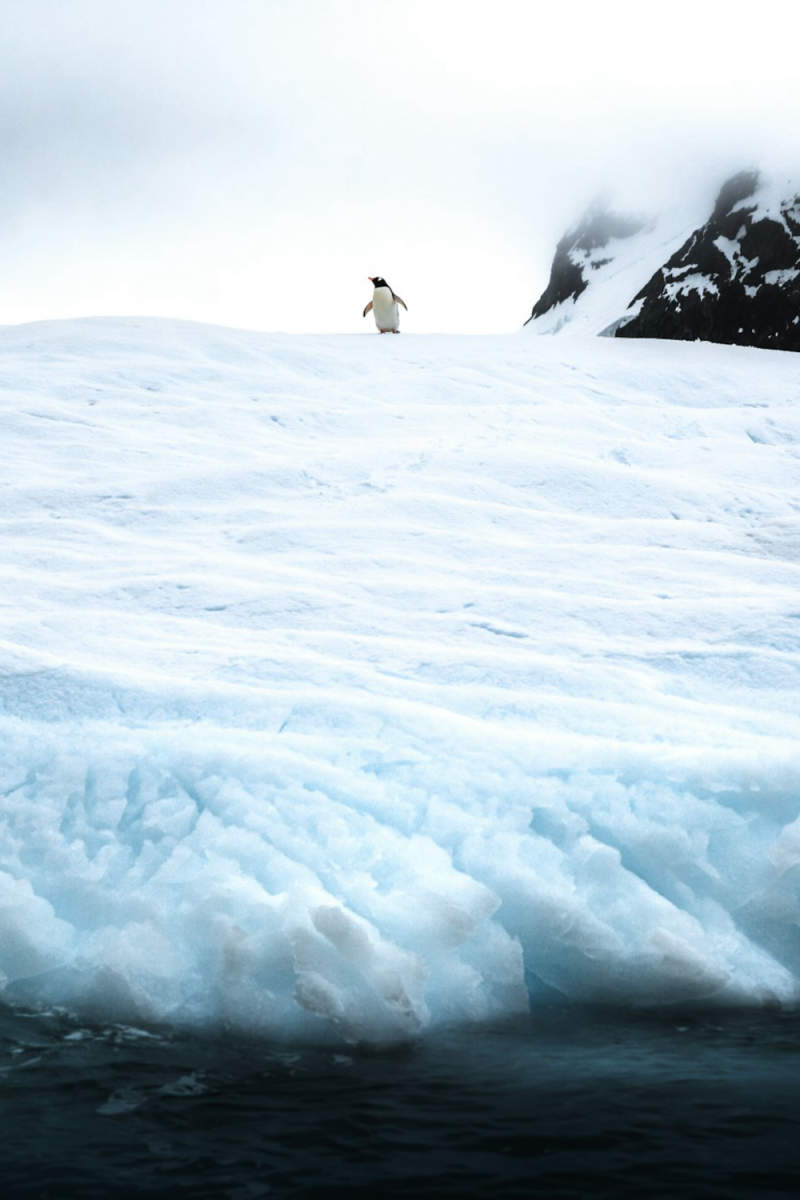 Wall Poster - Boardwalk in Antarctica