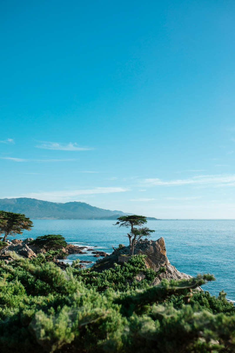 Wall Poster - Bonsai Garden in Big Sur