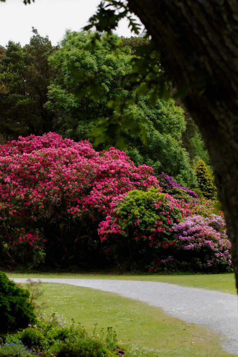 Wall Poster - Bonsai Garden in Ireland