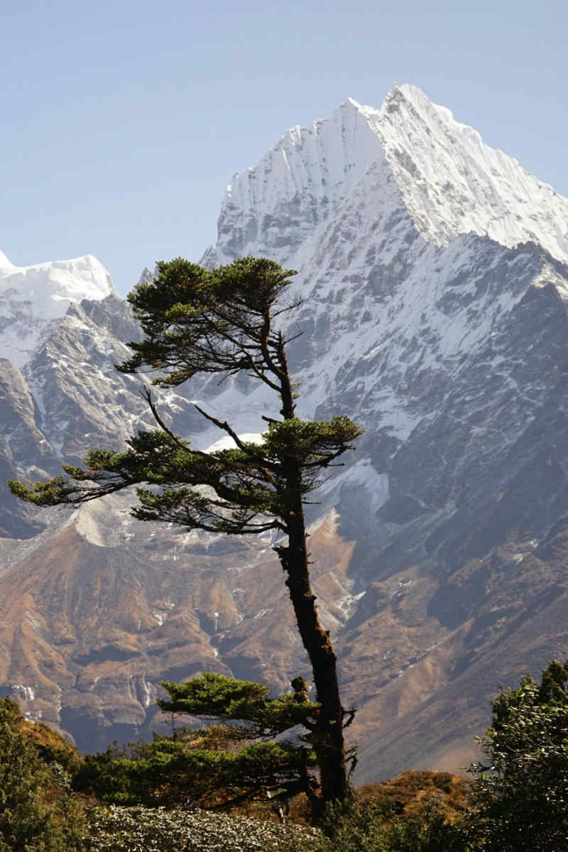 Wall Poster - Bonsai Garden in Nepal