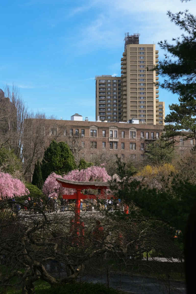 Wall Poster - Bonsai Garden in New York