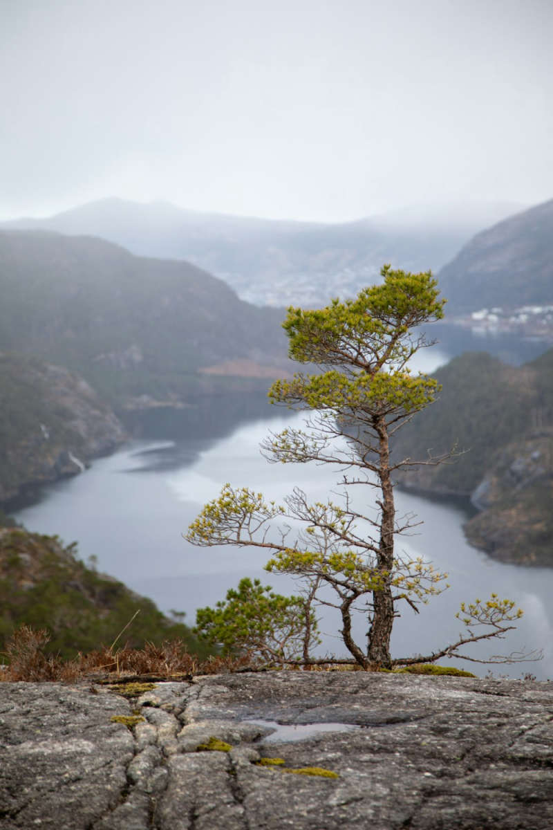 Wall Poster - Bonsai Garden in Norway