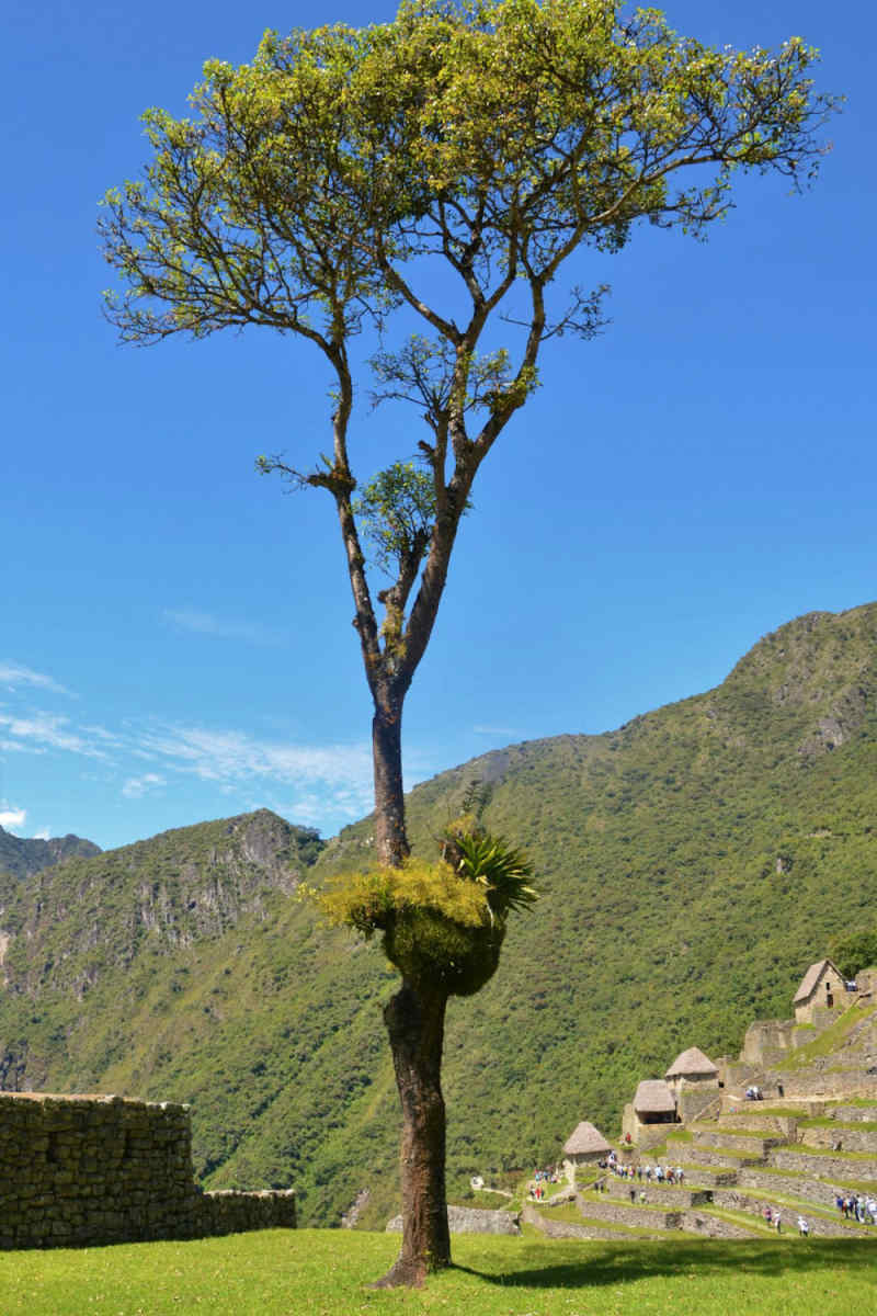 Wall Poster - Bonsai Garden in Peru