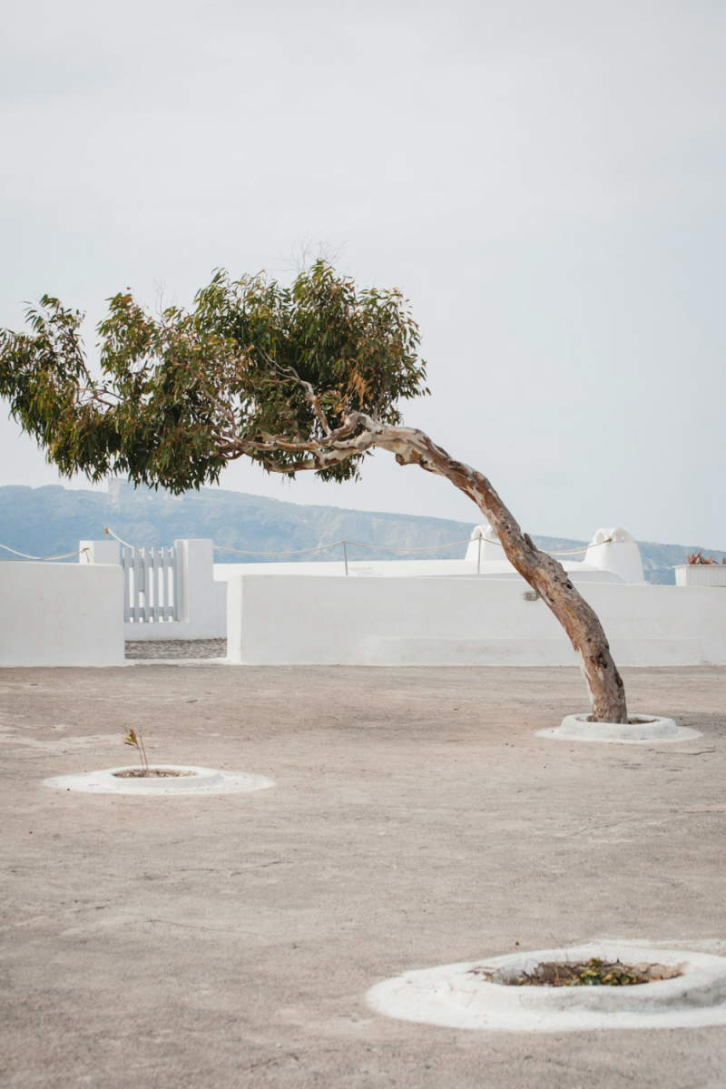 Wall Poster - Bonsai Garden in Santorini