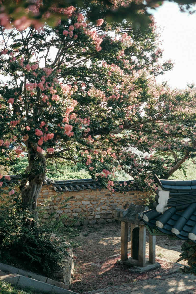 Wall Poster - Bonsai Garden in South Korea