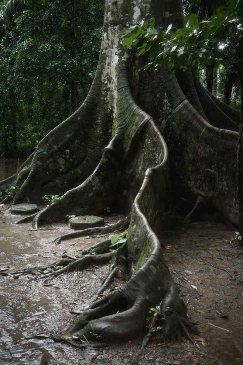 Wall Poster - Bonsai Garden in the Amazon Rainforest
