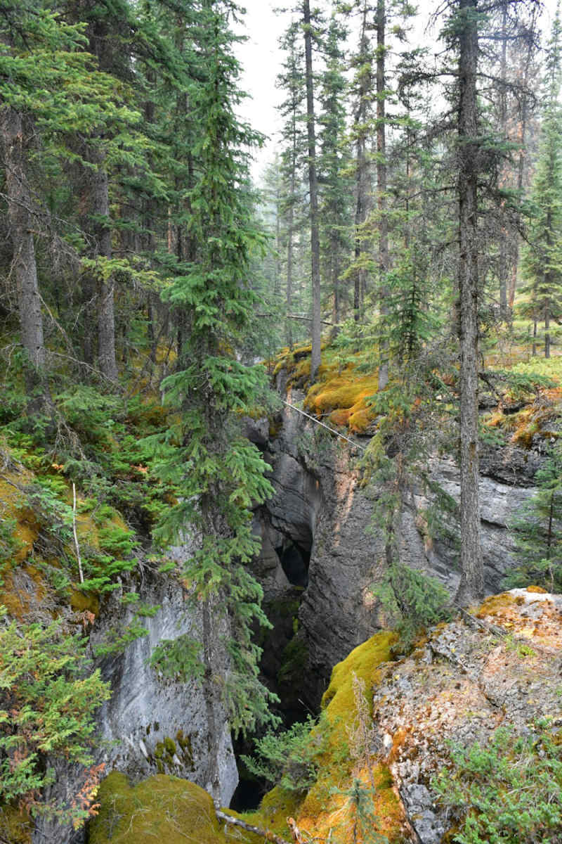 Wall Poster - Bonsai Garden in the Canadian Rockies