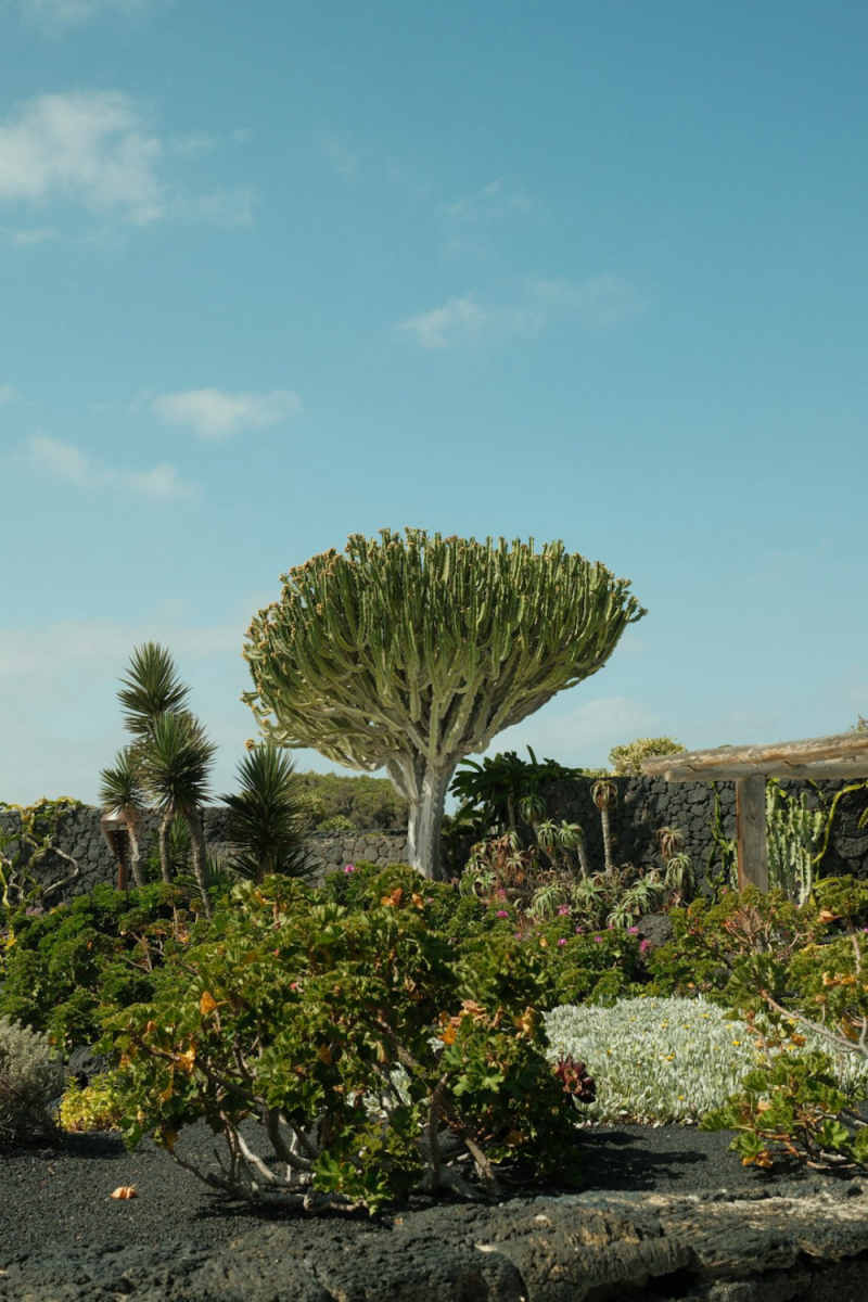 Wall Poster - Bonsai Garden in the Canary Islands