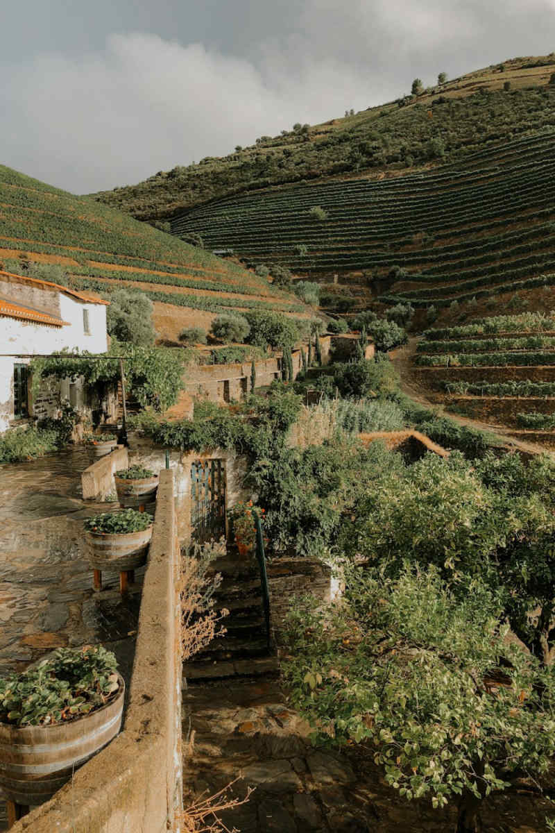 Wall Poster - Bonsai Garden in the Douro Valley