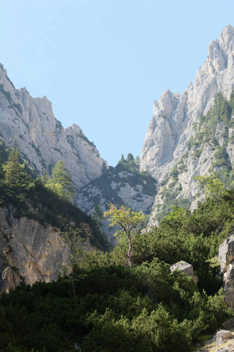 Wall Poster - Bonsai Garden in the Rocky Mountains