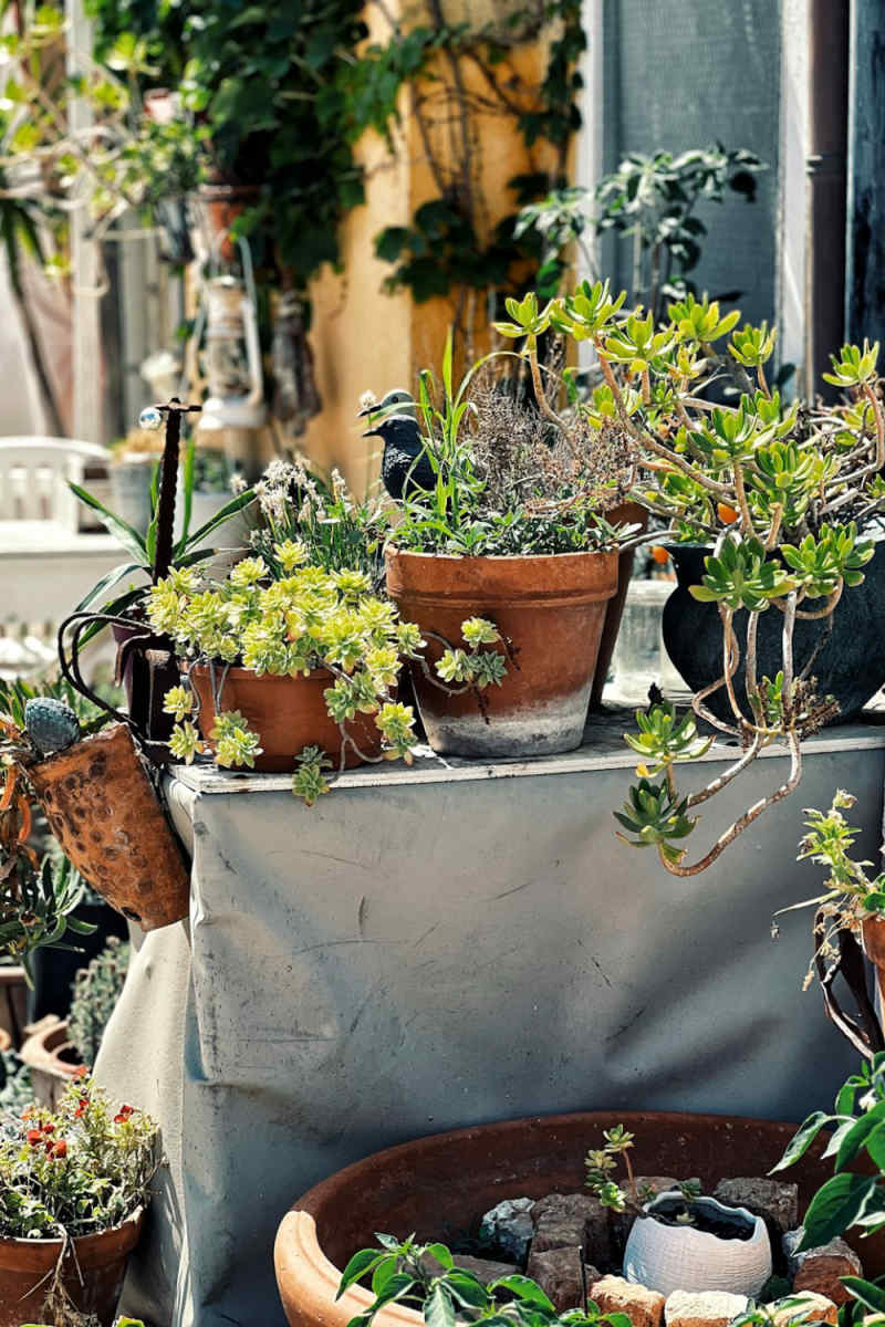 Wall Poster - Bonsai Garden in Venice